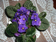 African Violet