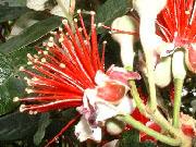 Fejioa