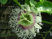Passion Fruit